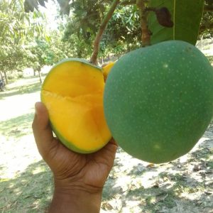 গোবিন্দভোগ আম - সাতক্ষীরার প্রিমিয়াম কোয়ালিটি (১০ কেজি )